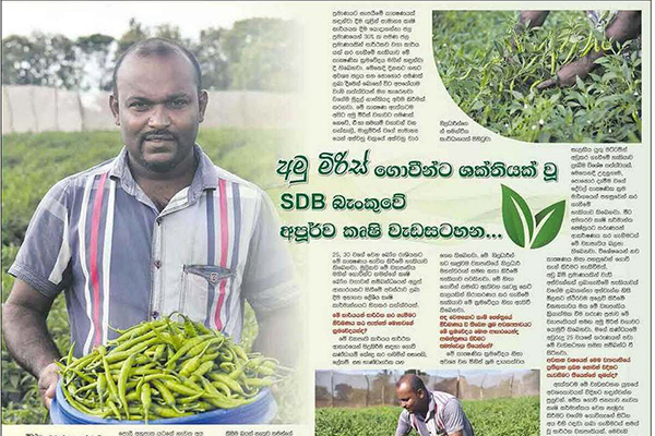 Sdb bank supports chili farmers thumb